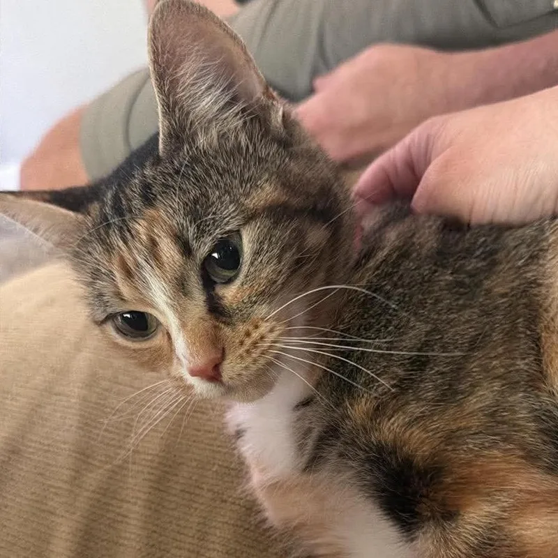 An adult medium-sized female Calico Domestic Short Hair cat named Good Girl for adoption in Edwards, IL
