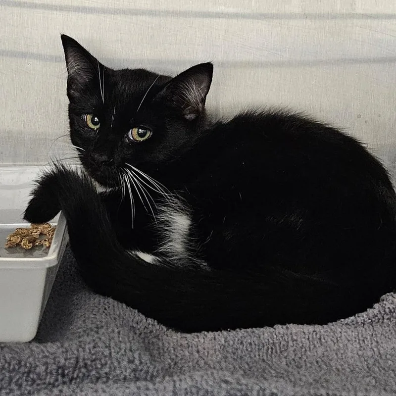 A baby medium-sized male Black Domestic Short Hair cat named Dice for adoption in Oneonta, NY