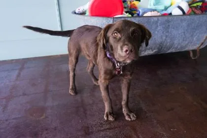 An adult medium-sized male Boykin Spaniel dog named Yukon for adoption in San Antonio, TX