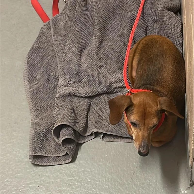 A senior small-sized male Dachshund dog named Raymond for adoption in Tacoma, WA