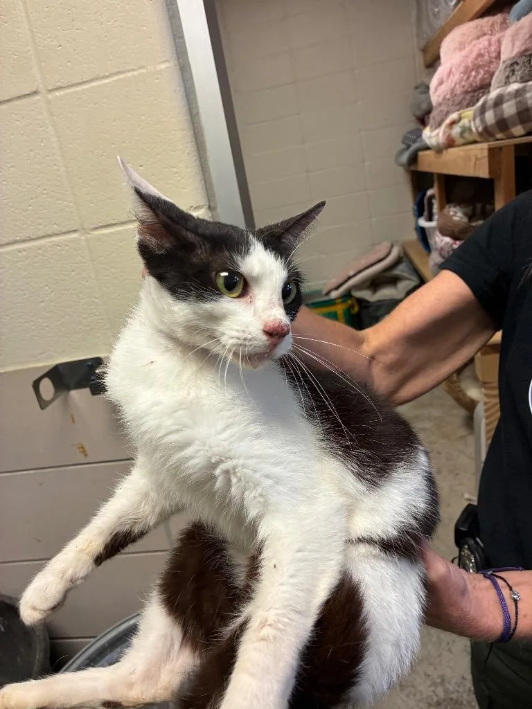 A young small-sized female Domestic Short Hair cat named Seraphine for adoption in Bossier City, LA