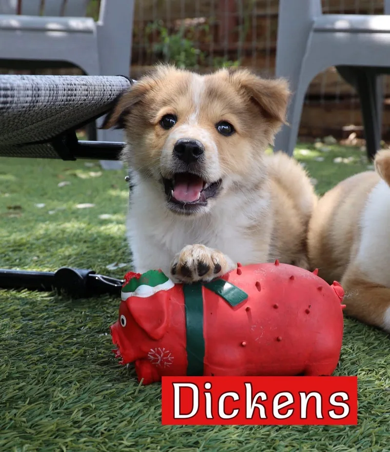 A baby medium-sized male Australian Shepherd dog named Dickens for adoption in Southlake, TX