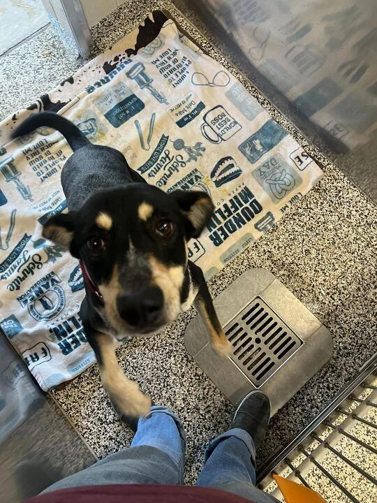 An adult medium-sized female Black Hound dog named Minnie for adoption in Jackson, MI