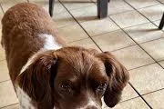 A senior medium-sized male Brown / Chocolate Brittany Spaniel dog named Casey for adoption in Marion, MA