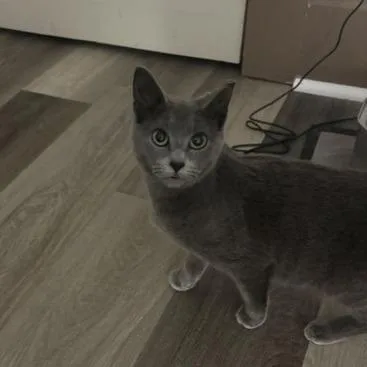 A baby small-sized female Gray / Blue / Silver Domestic Short Hair cat named Pippa for adoption in Springfield, OH