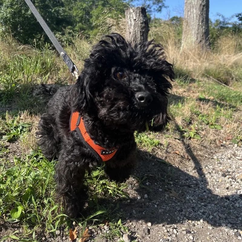 A young small-sized female Black Miniature Poodle dog named Xiao for adoption in East Hampton, NY