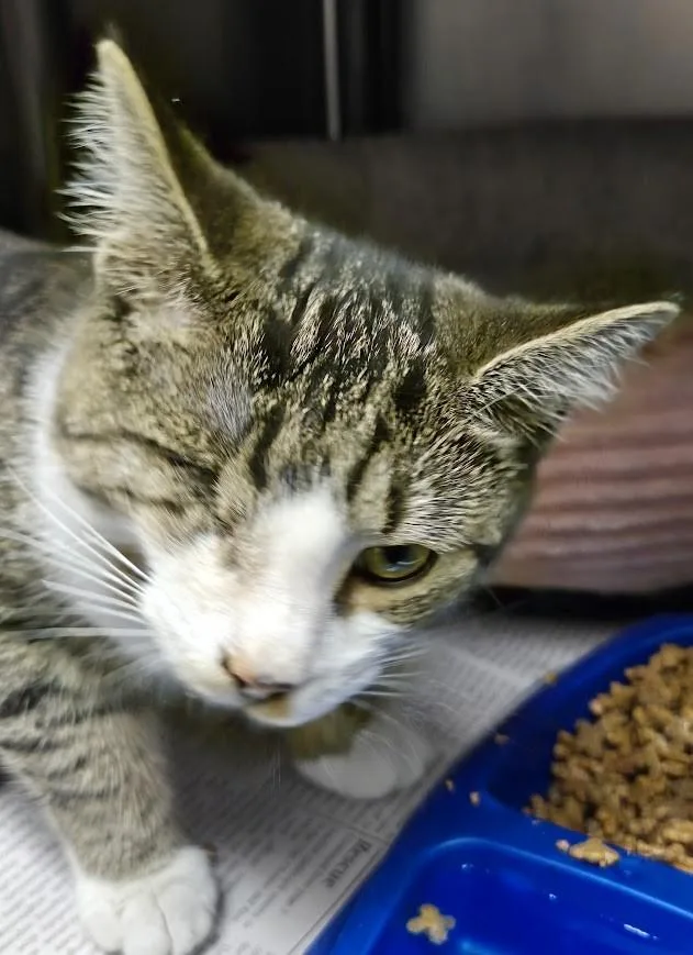 A young small-sized female Gray & White Domestic Short Hair cat named Olive for adoption in North Myrtle Beach, SC