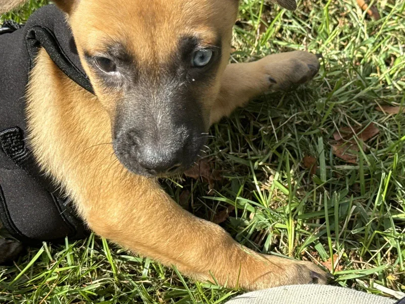 A baby small-sized male Pug dog named Duke for adoption in Virginia Beach, VA