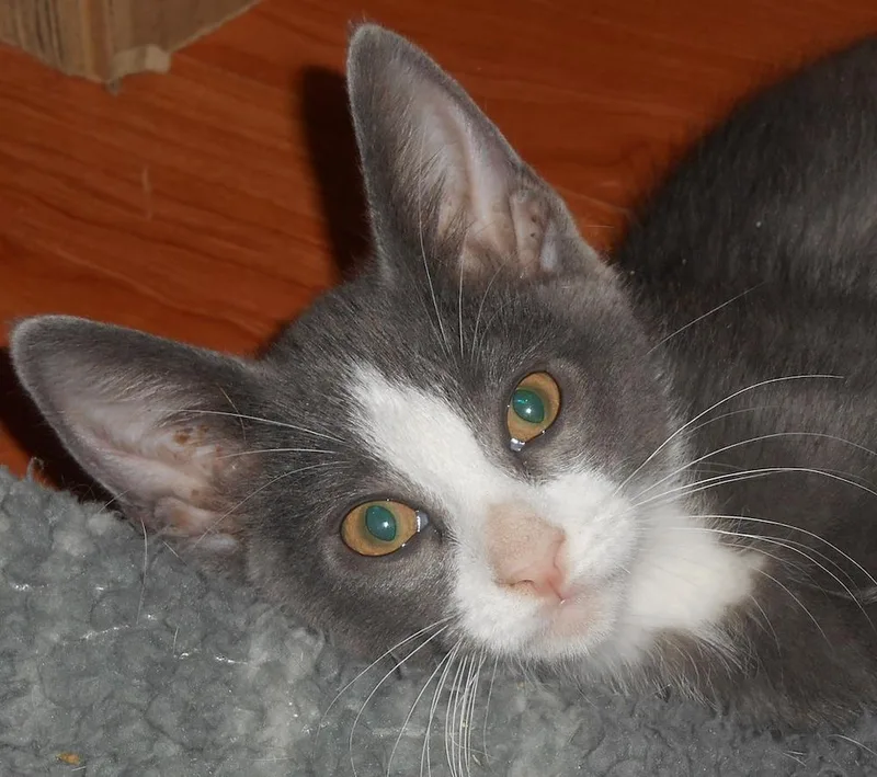 A baby medium-sized male Gray & White Domestic Short Hair cat named Rollin for adoption in North Highlands, CA