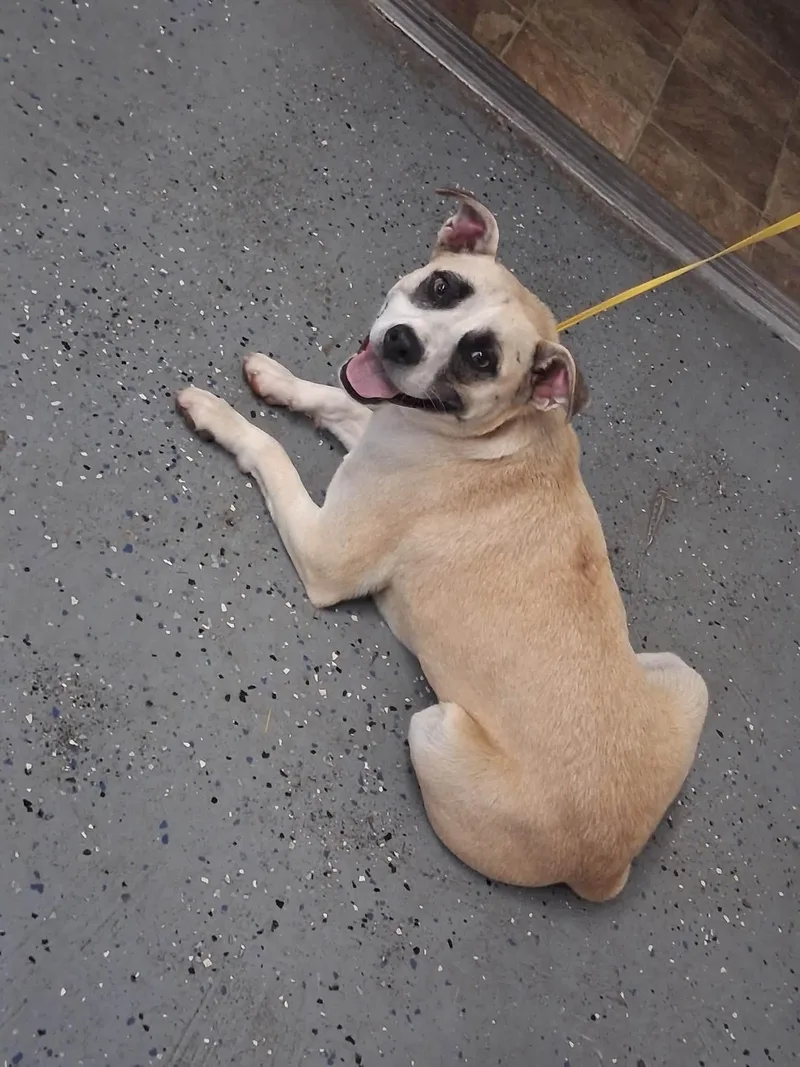 A young medium-sized female Labrador Retriever dog named Katy for adoption in Lewisburg, TN