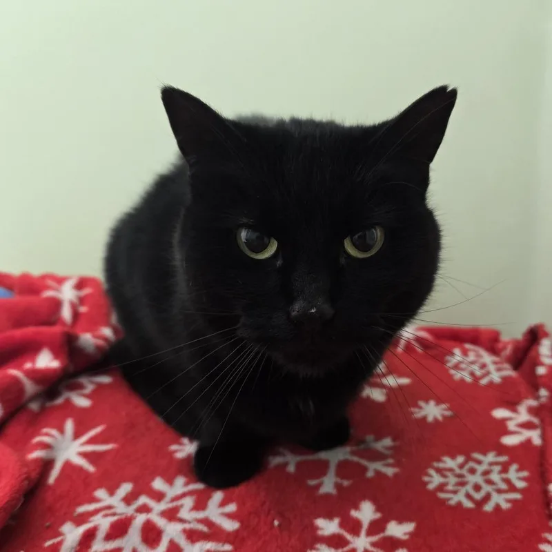 A senior medium-sized female Black Domestic Short Hair cat named Chevy for adoption in Tawas City, MI