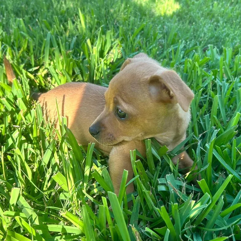 A baby small-sized female Yellow / Tan / Blond / Fawn Chihuahua dog named Moana for adoption in Fort Worth, TX