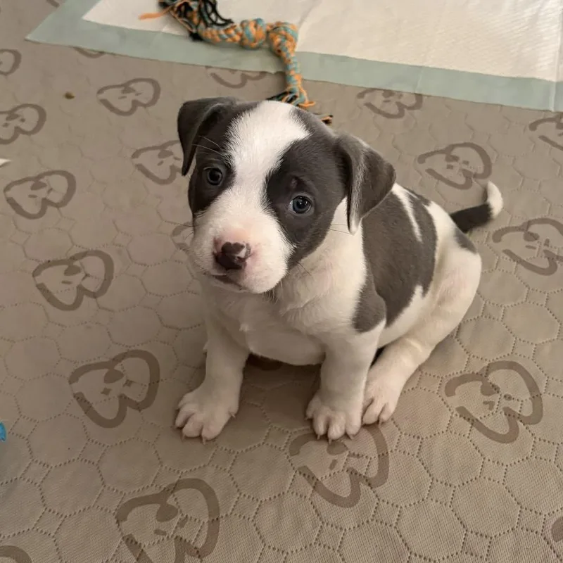 A baby medium-sized female Pit Bull Terrier dog named Cookie Crisp for adoption in China Township, MI