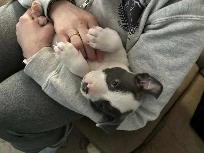 Cookie Crisp thumbnail 2