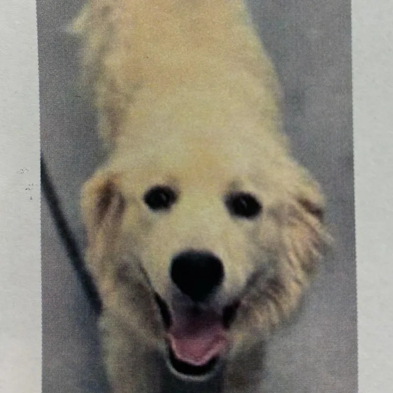 A young medium-sized male White / Cream Mixed Breed dog named Turtle for adoption in Wilmington, DE