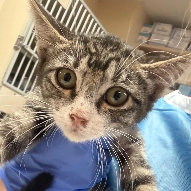 A baby small-sized female Brown / Chocolate Domestic Short Hair cat named Chamomile Butler Campus for adoption in Flagstaff, AZ