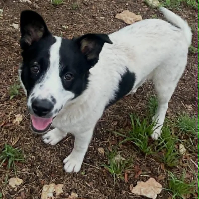 A young medium-sized male Australian Cattle Dog / Blue Heeler dog named Poppy for adoption in Blacksburg, VA