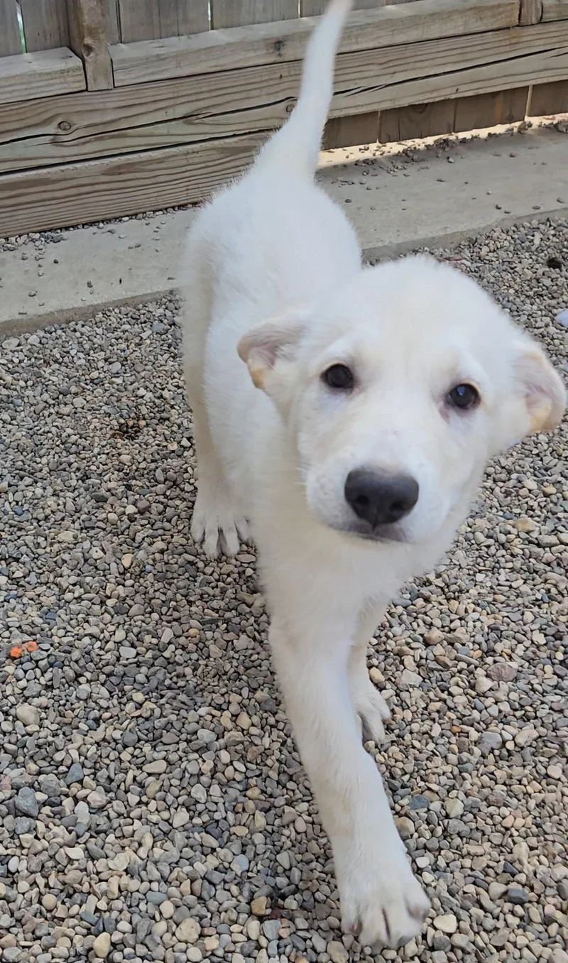 A baby medium-sized male Shepherd dog named Pita for adoption in Estherville, IA