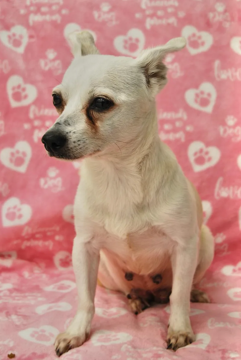 An adult small-sized female Chihuahua dog named Blanca for adoption in Miami, FL