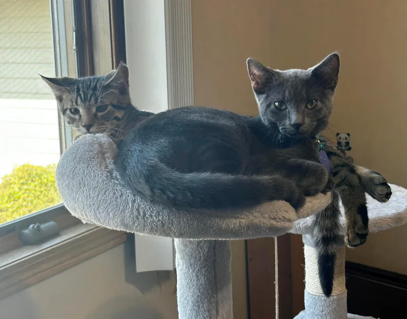A young medium-sized male Gray / Blue / Silver Domestic Short Hair cat named Rocky for adoption in Valley City, ND