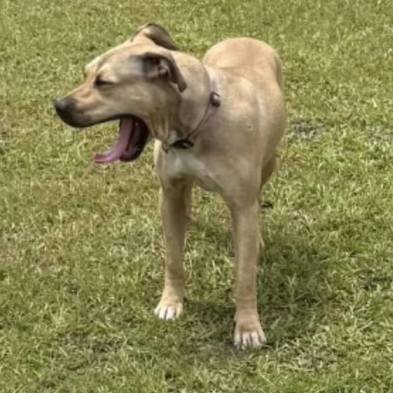 A young large-sized female Yellow / Tan / Blond / Fawn Mixed Breed dog named StrayConverseCourt for adoption in Columbus, GA