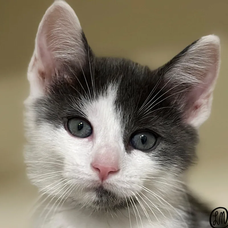 A baby medium-sized male Gray & White Domestic Short Hair cat named Lucky for adoption in Victor, NY