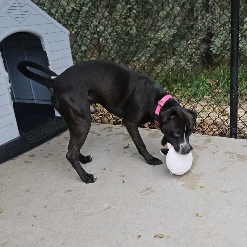 An adult medium-sized male Black Terrier dog named Raphael for adoption in Monticello, IA