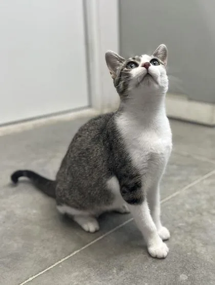 An adult medium-sized female Domestic Short Hair cat named Rizzo for adoption in Humboldt, IA