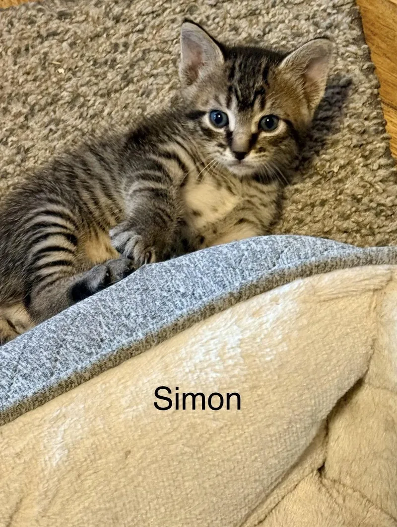 Simon C Weaver thumbnail 3