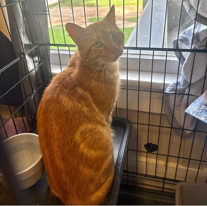 An adult medium-sized male Tabby (Orange / Red) Domestic Short Hair cat named Chuck Norris for adoption in Statesboro, GA
