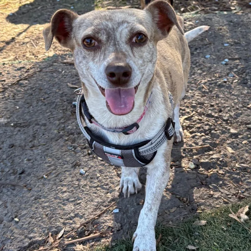 Peppermint Patty thumbnail 3