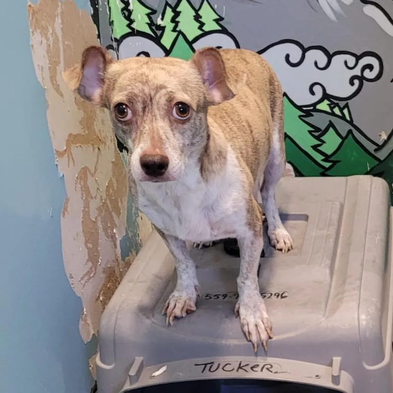 Peppermint Patty thumbnail 4