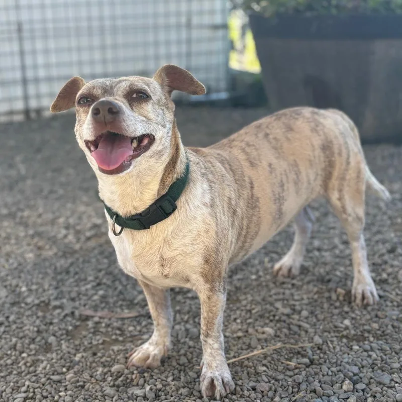 Peppermint Patty thumbnail 5