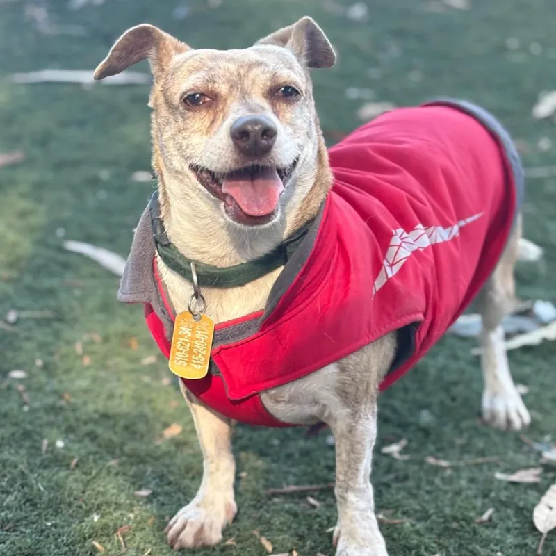 Peppermint Patty thumbnail 6