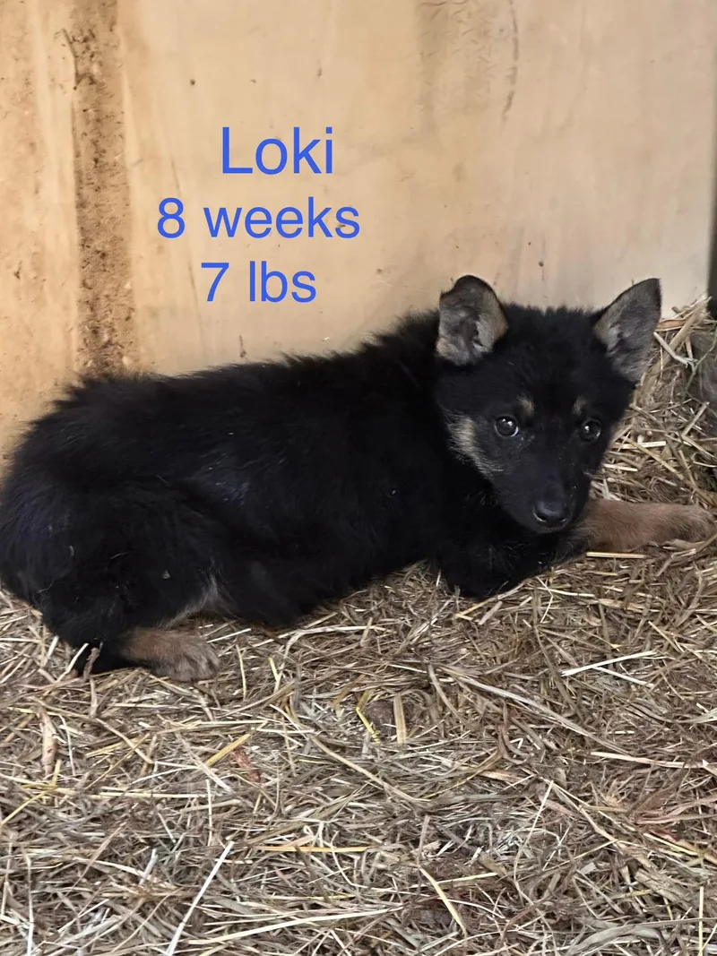 A baby small-sized male Australian Shepherd dog named Loki for adoption in Welling, OK