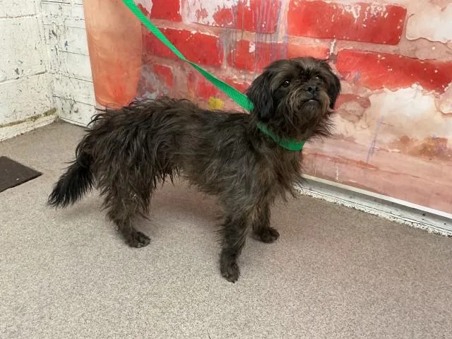 A young small-sized male Shih Tzu dog named Shadow for adoption in San Bernardino, CA