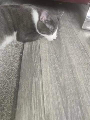 Jr