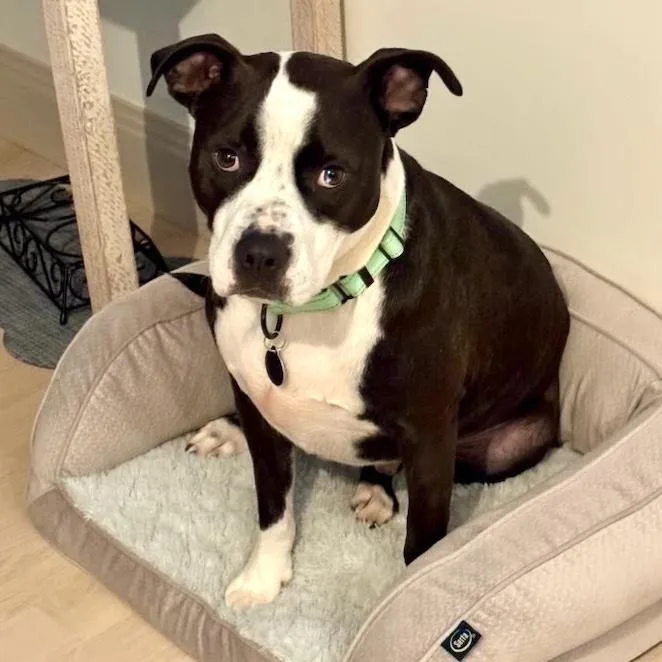 A young medium-sized male Black American Staffordshire Terrier dog named Gus Gus for adoption in Brooklyn, NY