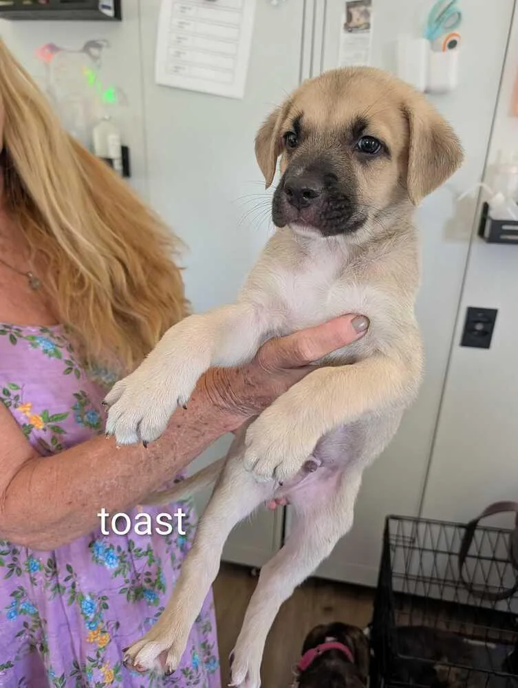 A baby small-sized male Mountain Cur dog named Toast  Maple for adoption in Lakeland, FL