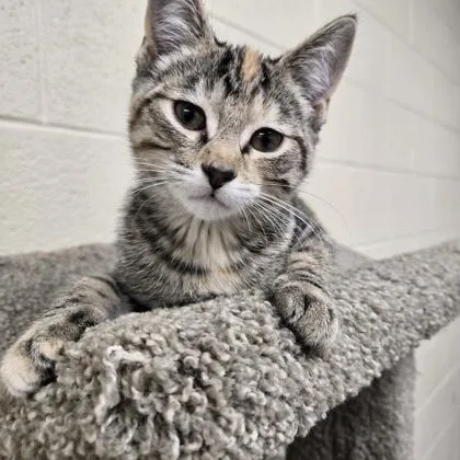 A young small-sized female Tabby (Brown / Chocolate) Domestic Short Hair cat named Honey for adoption in Valparaiso, IN