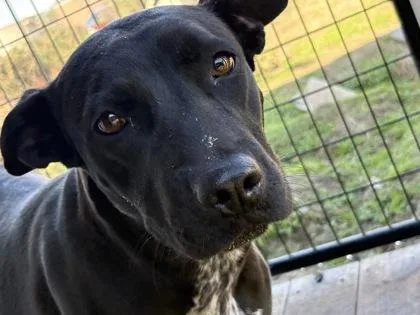 An adult medium-sized female Black Mixed Breed dog named Sapphire for adoption in Georgetown, SC
