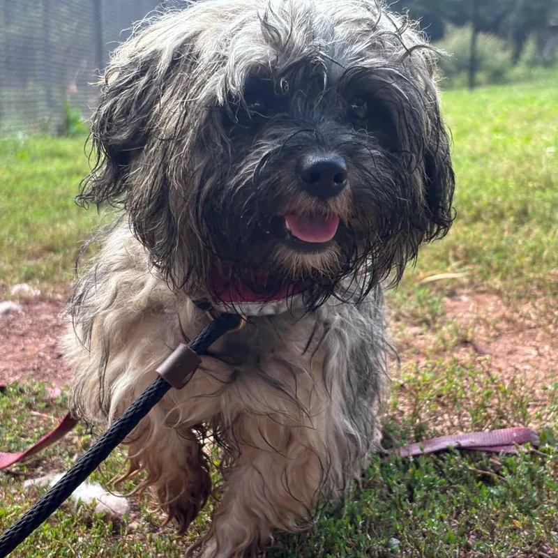 A young small-sized female Shih Tzu dog named Sega for adoption in York, PA