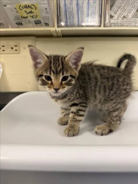 A baby medium-sized male Brown / Chocolate Domestic Short Hair cat named Simon for adoption in Woodland, CA
