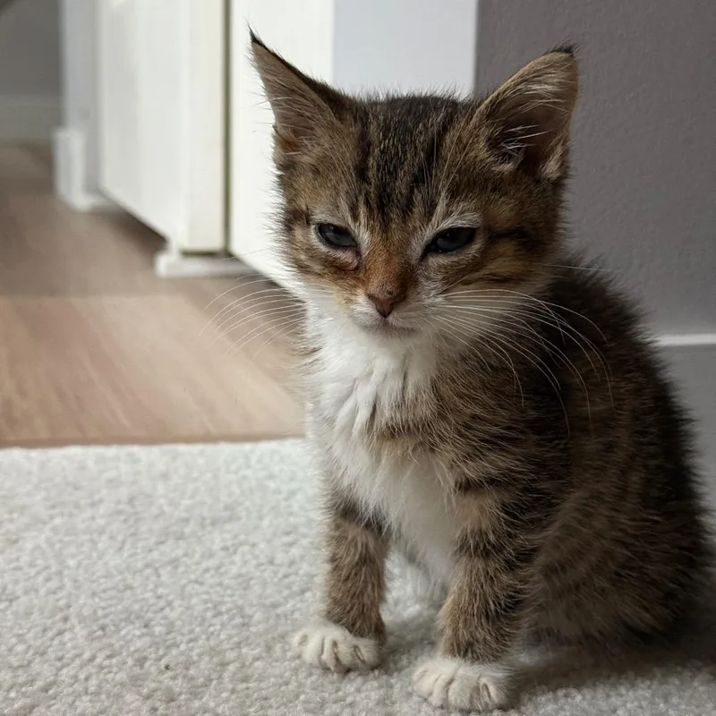 A baby small-sized male Brown / Chocolate Domestic Short Hair cat named Merlin for adoption in Birdsboro, PA