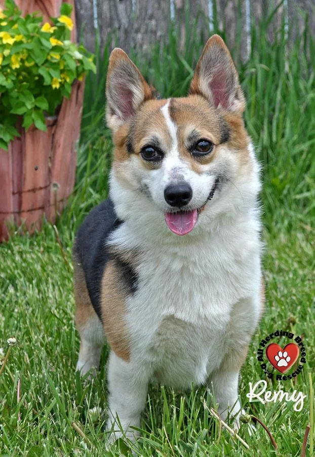 An adult small-sized female Tricolor (Brown, Black, & White) Pembroke Welsh Corgi dog named Remy for adoption in Joliet, IL