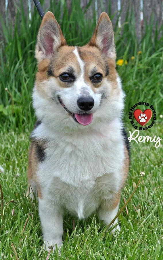Remy thumbnail 2