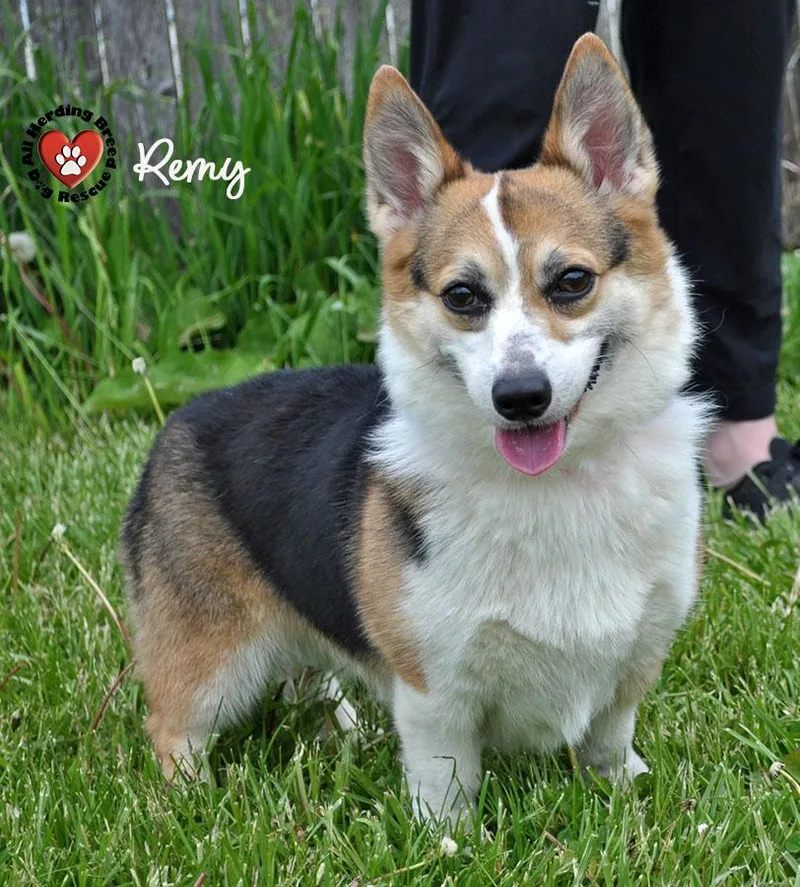 Remy thumbnail 4