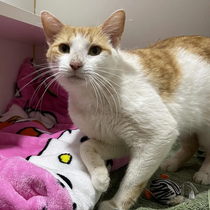 An adult medium-sized female Orange / Red Domestic Short Hair cat named Reina for adoption in Walden, NY