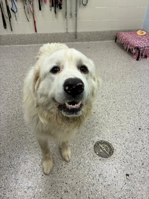 A young large-sized male Great Pyrenees dog named Noah for adoption in Brighton, CO