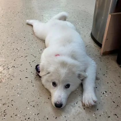 A baby large-sized female Great Pyrenees dog named Hazel for adoption in Janesville, WI